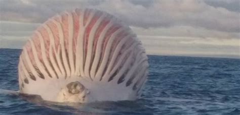 L Impressionnante Image D Une Baleine Morte Flottant Sur Le Dos