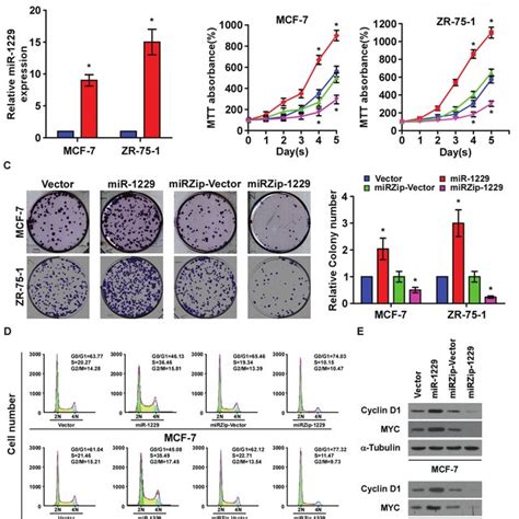 MiR 1229 Upregulation Promotes Breast Cancer Cell Proliferation In