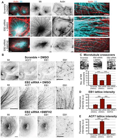 Formin Inhibition In Eb2 Depleted Cells Rescues The Control Phenotype Download Scientific