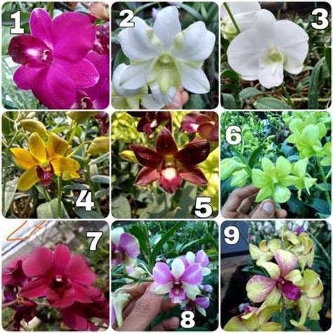 Jual Anggrek Dendrobium Hybrida Pra Remaja Shopee Indonesia