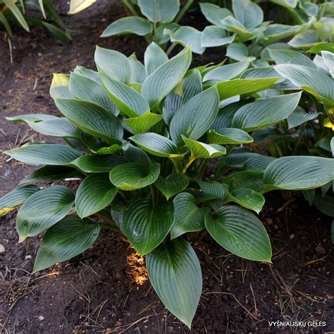 devon green vysniausku geles