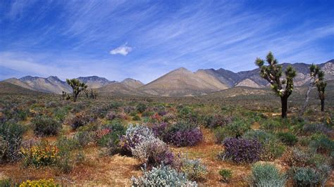 Free Download Mojave Palm Desert Palm Springs Yucca Valley The Deserts