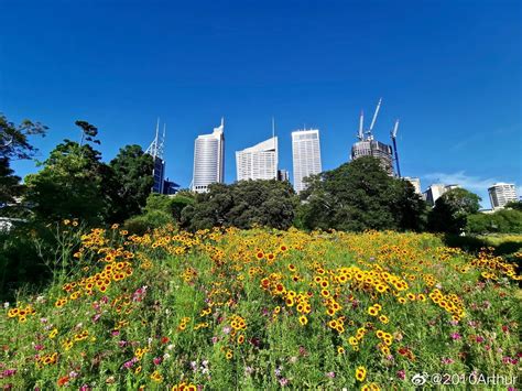 悉尼皇家植物园我的2020后花园