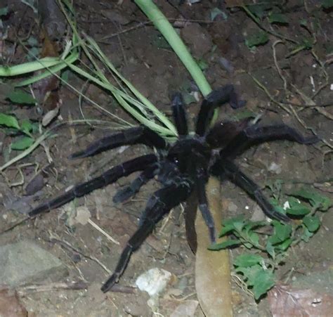 Sericopelma from La Chorrera District Panamá Oeste Province Panama on