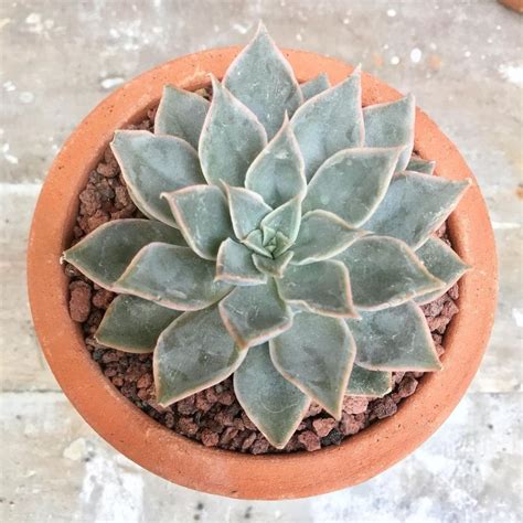 Buy Echeveria Succulent Indoor Plant 1pc Rs 99 Sale Online India