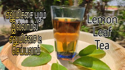 Lemon Leaf Tea How To Make Lemon Leaf Tea Without Lemon Lemon Tea