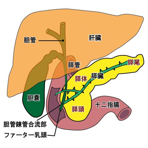 【基礎から学ぶ】胆嚢・胆汁【解剖生理学】 Ptot国家試験対策ブログ