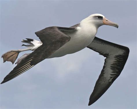 Laysan Albatross Audubon Field Guide