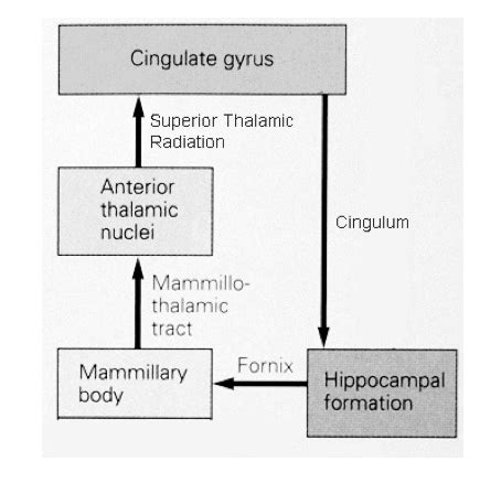 Limbic System Hypothalamus Flashcards Quizlet