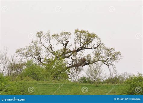 Oude Boom Stock Afbeelding Image Of Landschap Gebied 114501009