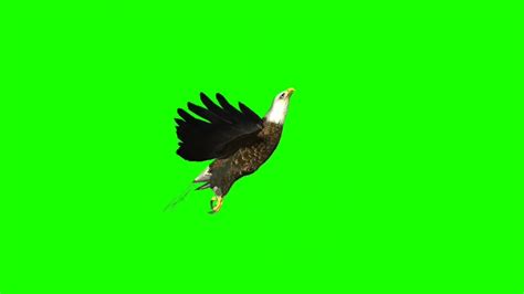 Eagle Cartoon Green Screen Eagle Animation Green Screen Cartoon