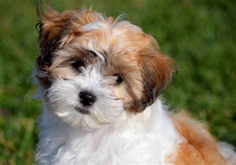 Shichon Puppies For Sale • Adopt Your Puppy Today • Infinity Pups