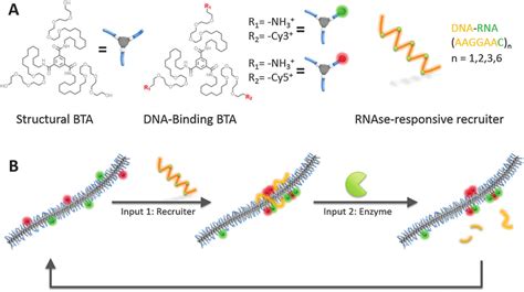 Schematic Representation Of Enzyme Responsive Supramolecular Polymers