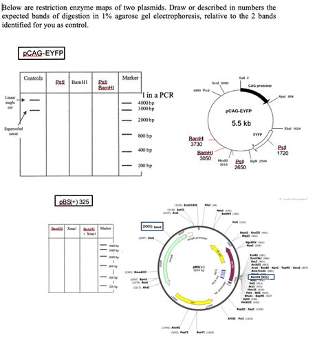 Solved Below Are Restriction Enzyme Maps Of Two Plasmids