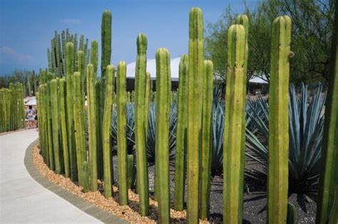 30 formas de tener cactus en tu jardín JARDINES CASA