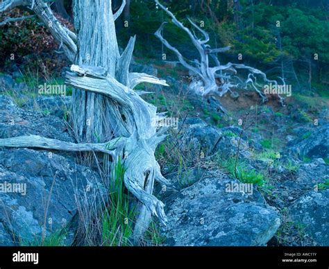 Dead Orcas Hi Res Stock Photography And Images Alamy