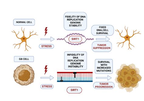 The Dual Role Of The Sirtuin Sirt In The Gb Cell In A Normal Cell