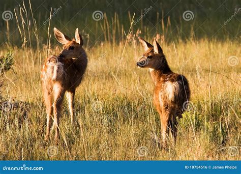 Two Roe Deer Fawns Standing On Medaow In Summertime Nature Stock Image ...