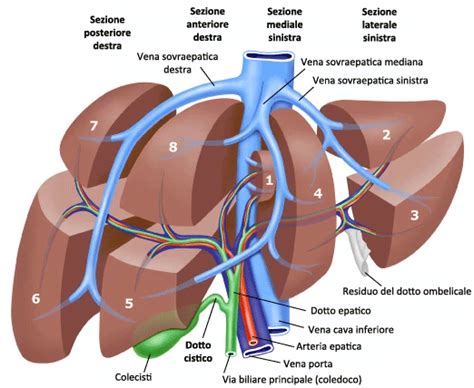 Segmenti Epatici Chirurgia Del Fegato