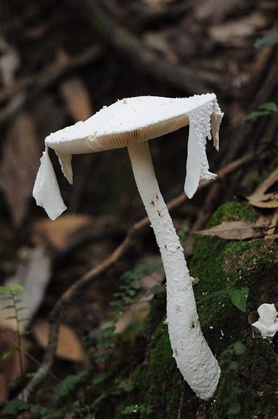 锥鳞白鹅膏菌百度百科