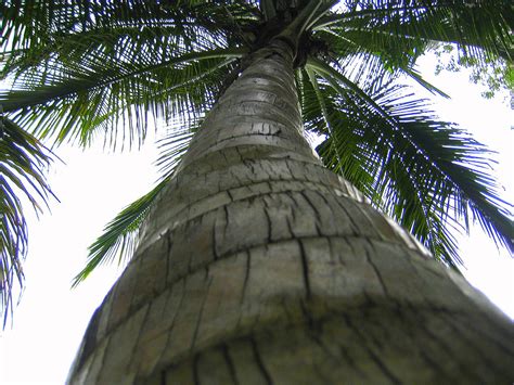 Tall Coconut Tree Kamal Aakarsh Vishnubhotla Flickr