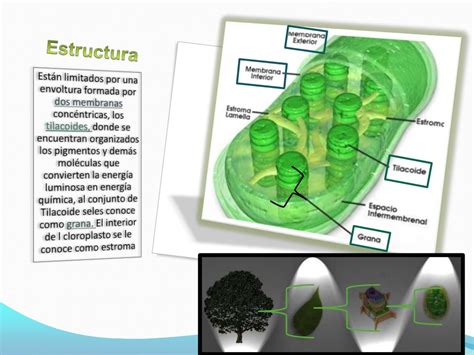 Clelula Núcleo Mitocondria Cloroplasto Lisosomas Aparato De Golgi