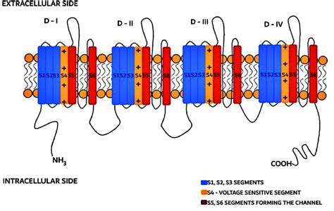 Structure Of Voltage Gated Sodium Na Channel Vgsc With Main