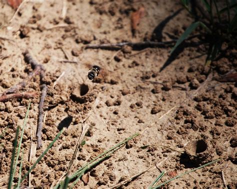 The Peace Bee Farmer: Ground Nesting Bees