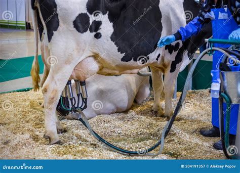 Automated Milking Suction Machine With Teat Cups During Work With Cow