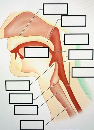 Airway Flashcards Quizlet