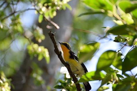 ももちゃんの花結び・・・ 久宝寺緑地で出会った野鳥