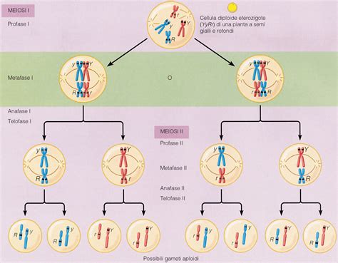 Diagramma Della Mitosi E Della Meiosi