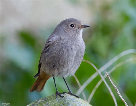 Black Redstart By Craig Bell Birdguides