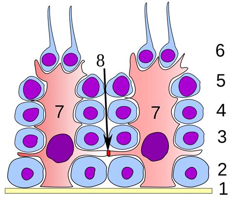 Barriera Emato Testicolare Wikipedia Culturalibera