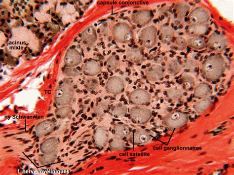 Le Syst Me Nerveux P Riph Rique Laboratoire D Histologie Et D Embryologie