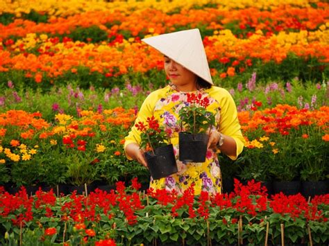 Sa Dec flower village drawing crowds as Tet nears