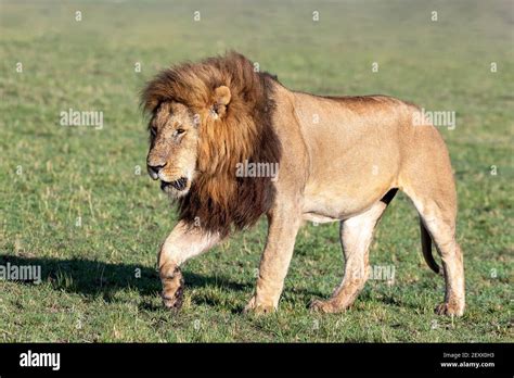 Adult Male Lion Pantera Leo Walking Through The Open Grasslands Of