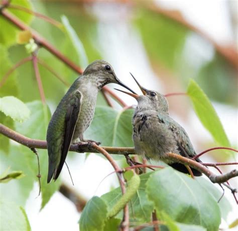 Hummingbirds Found In Washington Pictures And Sounds Backyard Visitors