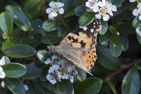 Vanessa Cardui Distelvlinder Painted Lady Harry Harms Flickr