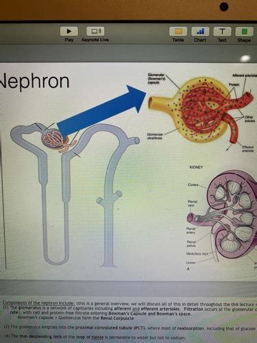 Part Renal Blood Flow And Body Fluid Compartments Flashcards Quizlet