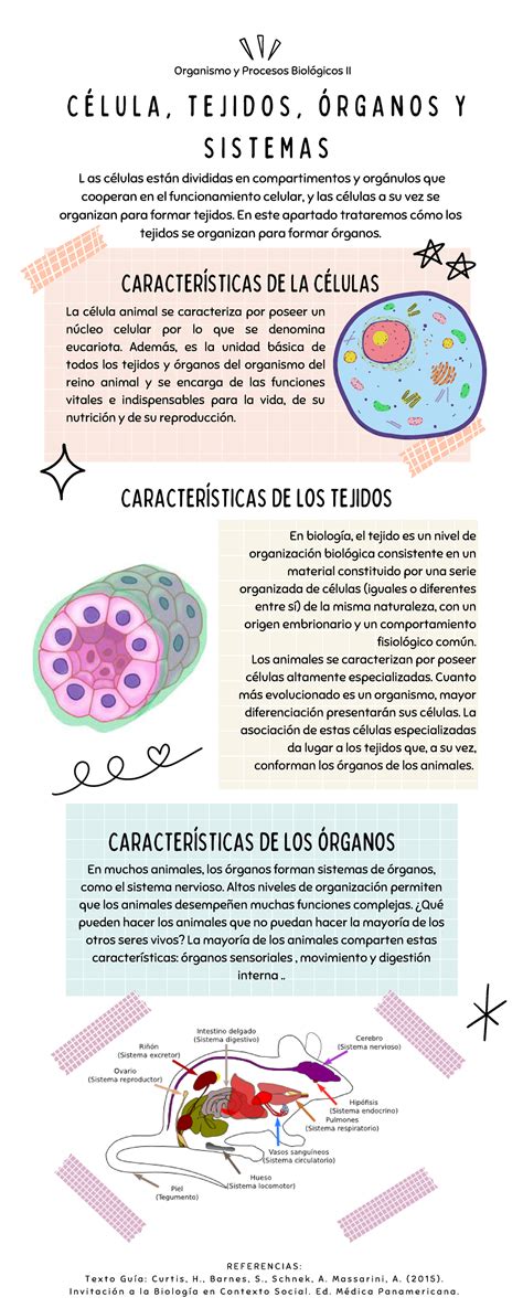 Célula Tehidos Órganos Y Sistemas Infografía En Biología El Tejido