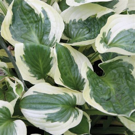 Hosta X Brim Cup Plantain Lily Siteone