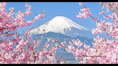 4K 早春の富士山と河津桜 Mt Fuji and Cherry Blossoms in February shot on