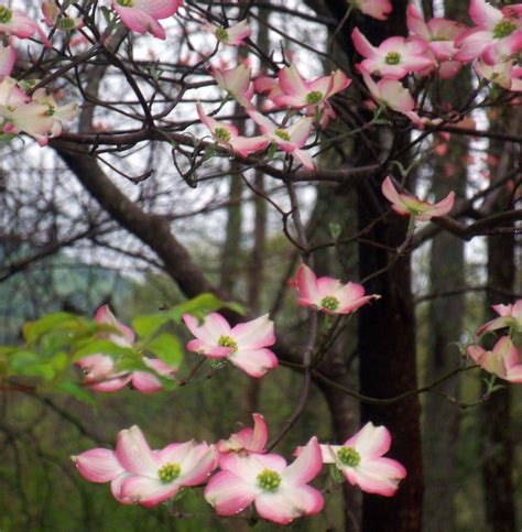 Pink Dogwood Tree | Pink dogwood tree, Dogwood trees, Pink dogwood