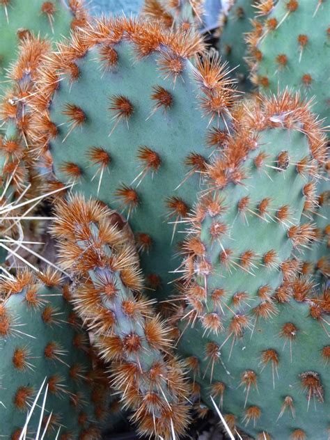 132 Different Types Of Cacti Listed In A To Z Photo Database Artofit