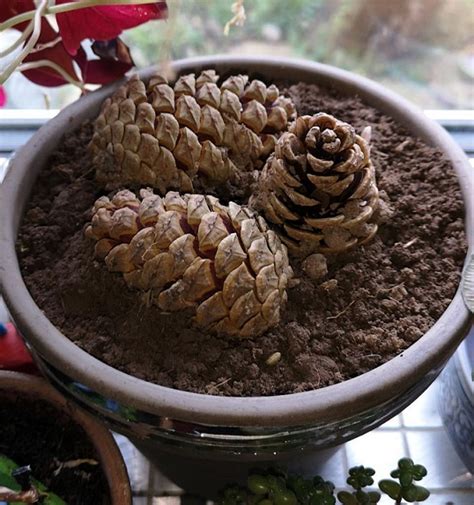 Grow An Adorable Pine Tree From A Cone In 5 Easy Steps Do It Yourself Ideas And Projects