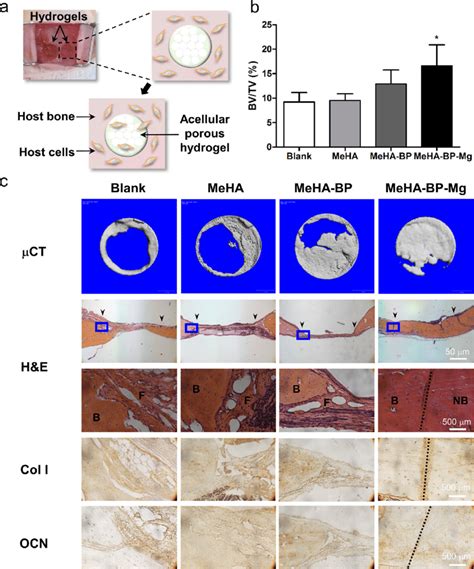 HA BP Mg Nanocomposite Hydrogels Promote Healing Of Calvarial Defects