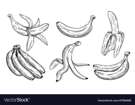 Set Of Hand Drawn Bananas Sketch Isolated Vector Image