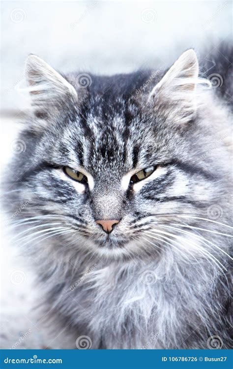 Le Chat Pelucheux Se Repose Et Des Montres Dans Le Cadre Photo Stock