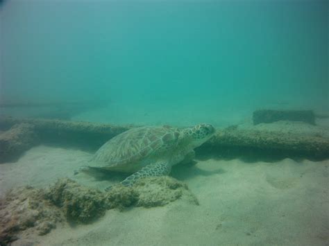 Scuba Diving San Juan Dive Puerto Rico Dive Caribbean Caribe Aquatic